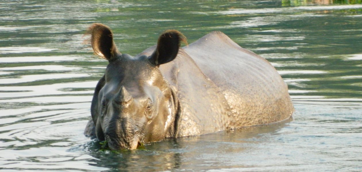 Chitwan